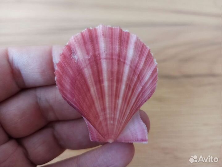 Морская раковина