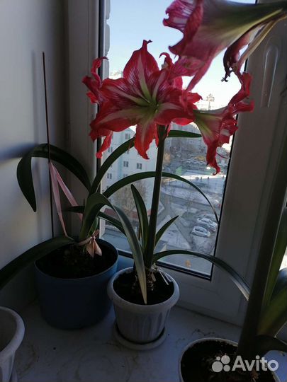 Гиппиаструм