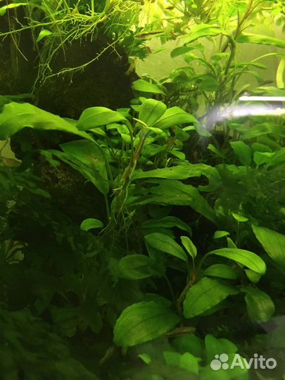 Буцефаландра