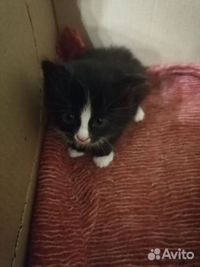 Котята в добрые руки. Девочек и мальчика