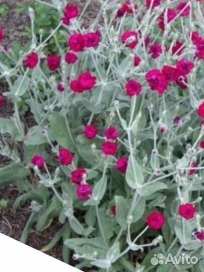 Садовые Цветы