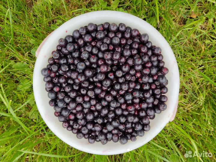 Черноплодная рябина ягоды