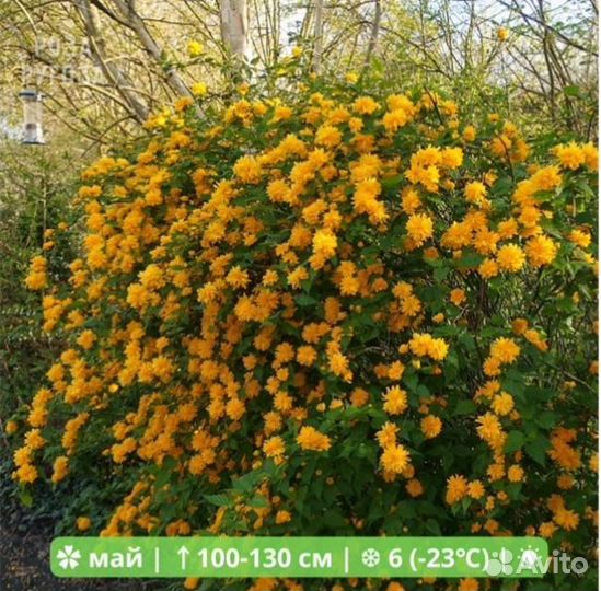 Цветок керрия японская / саженец 1 (выкоп при вас