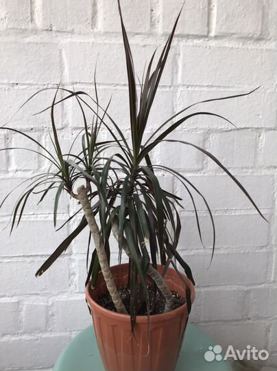 Драцена маргината