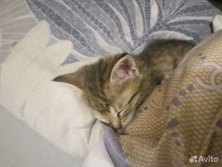 Кошка в дар бесплатно