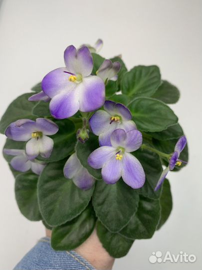 Фиалка мини и полумини