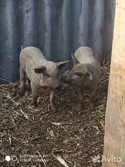Поросята венгерской мангалицы