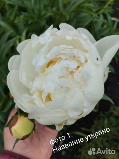 Пионы саженцы