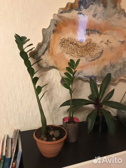 Замиокулькас