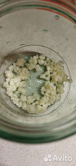 Кефирный молочный тибетский гриб