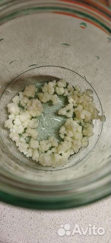 Кефирный молочный тибетский гриб