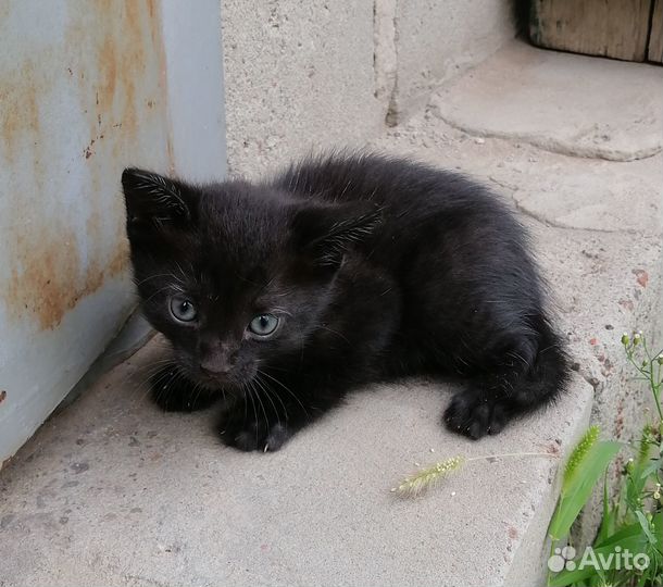 Котенок в добрые руки