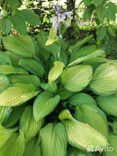 Хосты, гейхеры