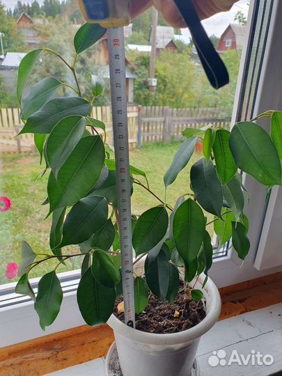 Фикус бенджамина