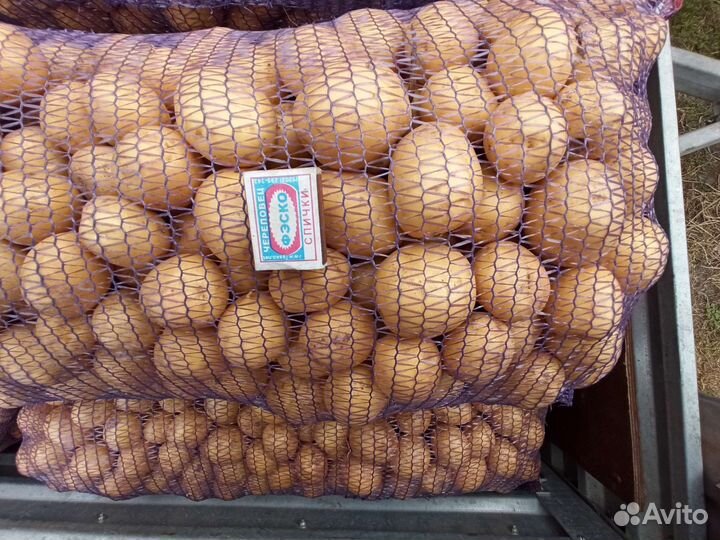 Продам домашний картофель гала с доставкой