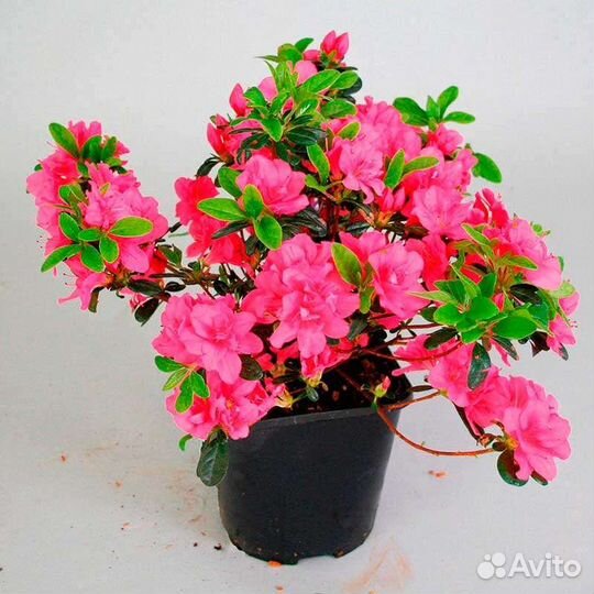 Азалия/Рододендроны