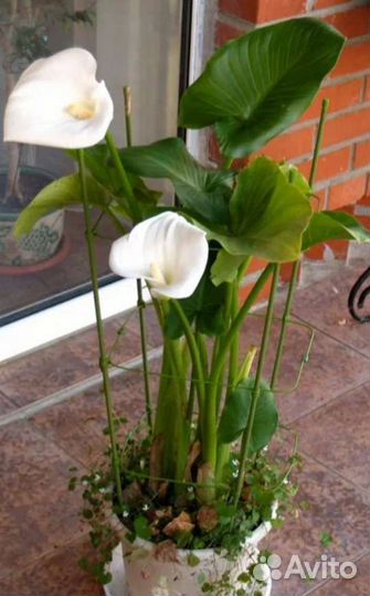 Продам цветы комнатные