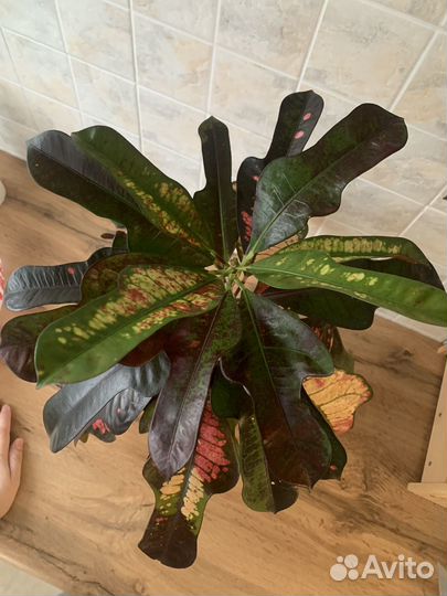 Кротон Вилма