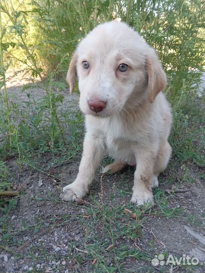 Отдам в добрые руки