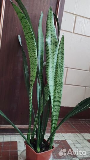 Сансевиерия - очищает воздух
