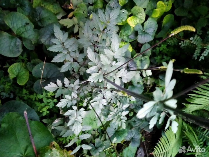 Клопогон (Цимицифуга)