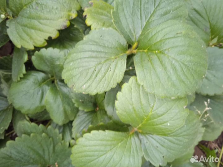 Рассада клубники Лорд