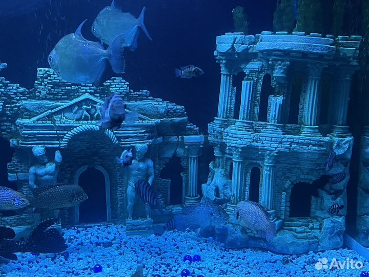 Аквариум с тумбой 500 л. и внешний фильтр