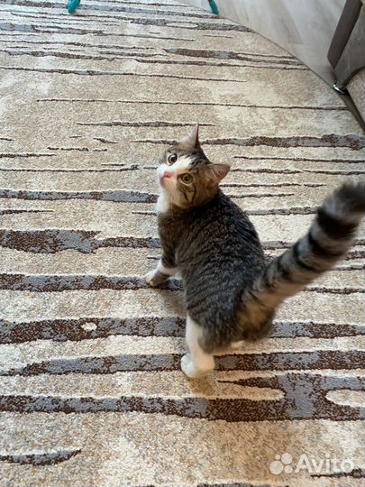 Котёнок мальчик.Отдам в добрые руки