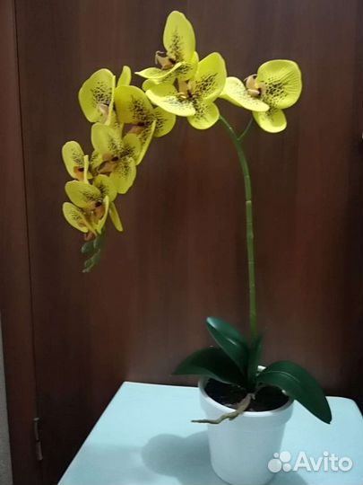 Орхидея Дендробиум