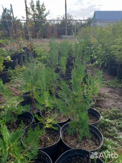 Туя брабант