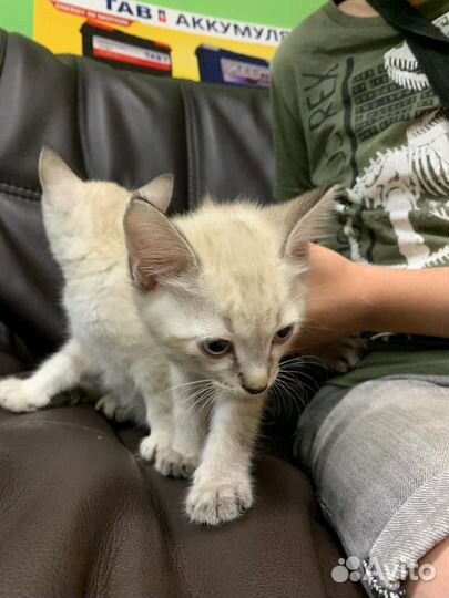 Котята