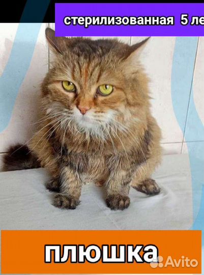 Котики и кошечки стерилизованные