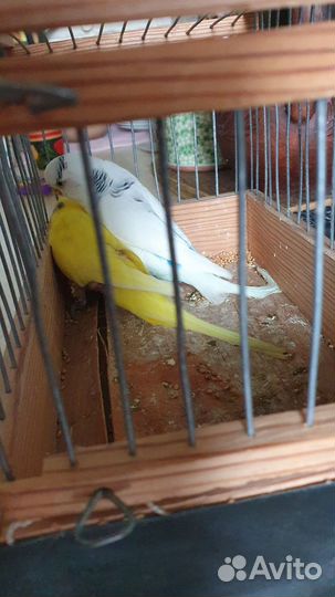 Волнистый попугай