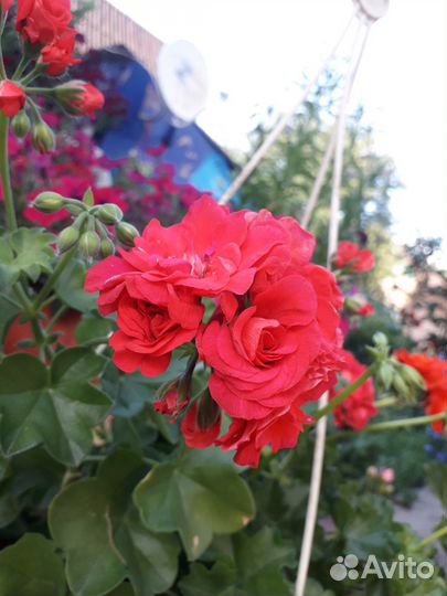 Герань пеларгония плющелистная