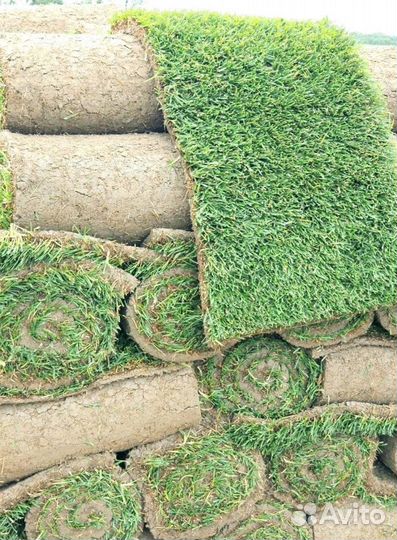 Рулонный газон 