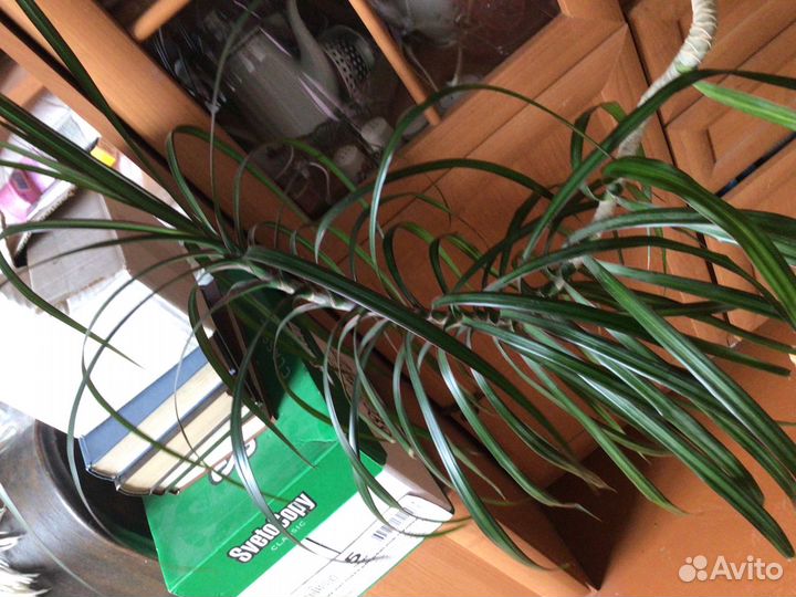 Драцена пальма 2м
