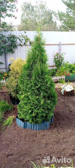 Укорененные черенки туи