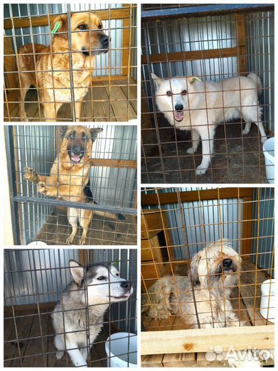 Собаки в приюте забери друга не покупай