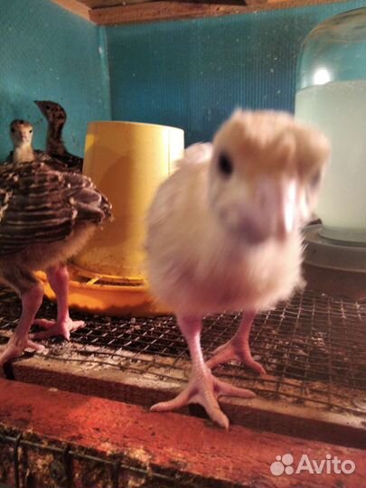 Индюшата. Цесарята. Перепелята. Несушка