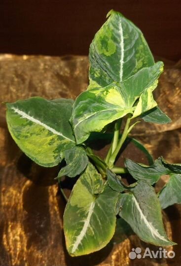 Сингониум Яичница (Syngonium Scrambled Eggs)