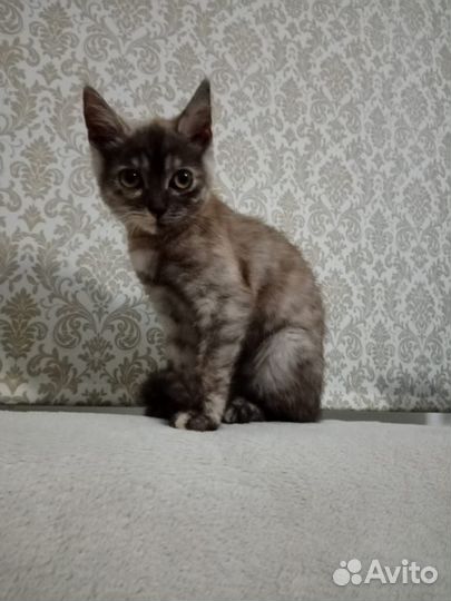 Котенок девочка