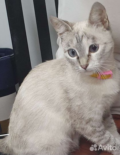 Тайская кошечка