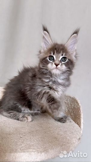 Котята мейн кун из питомника