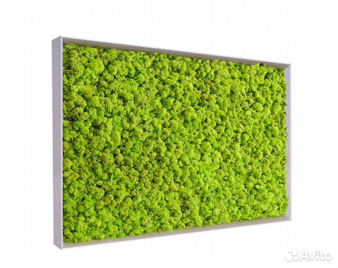 Панели мха. Стабилизированный мох