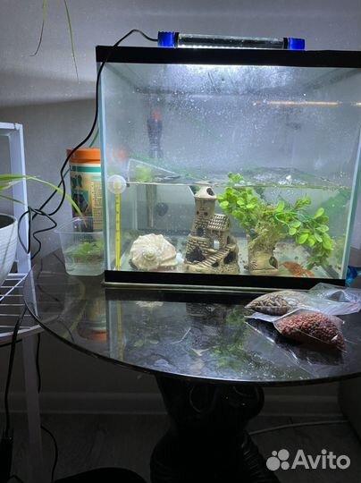 Аквариум