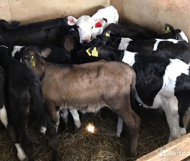 Бычки телята