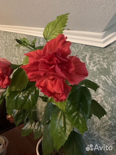 Сортовые гибискусы