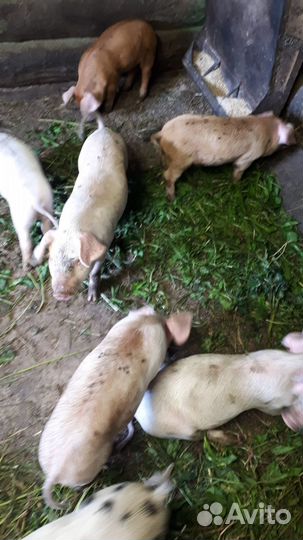 Продаются поросята