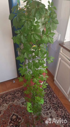 Кливия хоя гиностемма гибискус