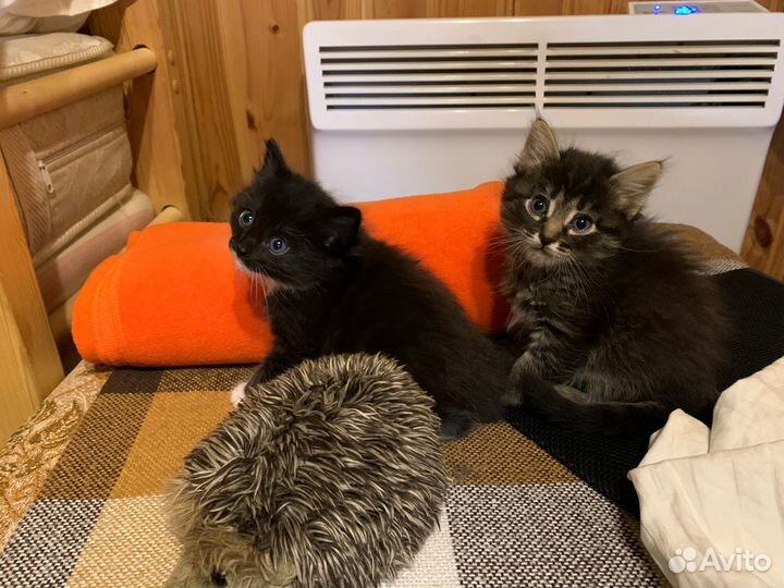 Отдам котят в добрые руки